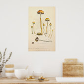 Psilocmay semilanceata Mushroom Illustratie Poster (Keuken)