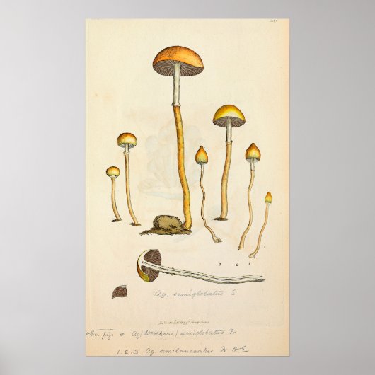 Psilocmay semilanceata Mushroom Illustratie Poster (Voorkant)
