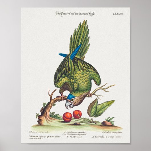 Psittacus minor gutture fusco, occidentalis  1749 poster (Voorkant)