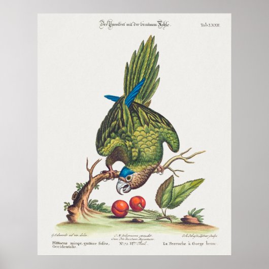 Psittacus minor gutture fusco, occidentalis  1749 poster (Voorkant)