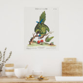 Psittacus minor gutture fusco, occidentalis  1749 poster (Keuken)