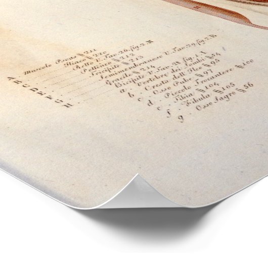 Psoas Lumbar Spine Anatomie Afdrukken Frans Poster (Hoek)