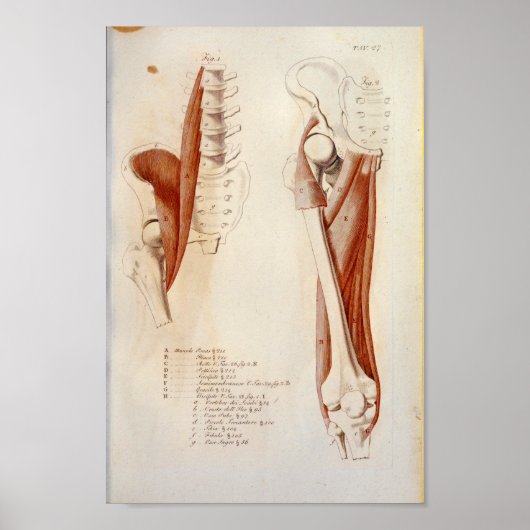 Psoas Lumbar Spine Anatomie Afdrukken Frans Poster (Voorkant)
