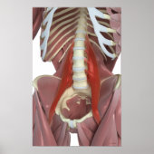 Psoas Major Poster (Voorkant)