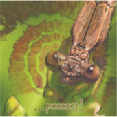 Pssst. Happy Damselfly Foto Sticker (Voorkant)