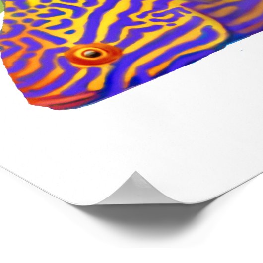 Psychedelic Bell's Flasher Wrasse Fish Poster (Hoek)