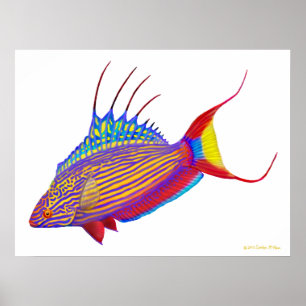 Psychedelic Bell's Flasher Wrasse Fish Poster