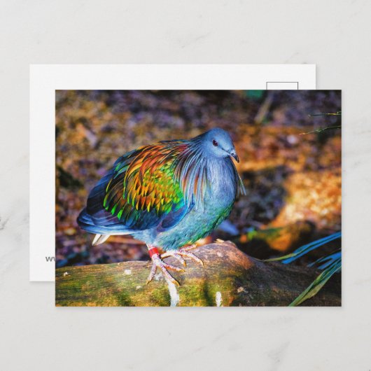 Psychedelic bird van Audubon Zoo Briefkaart (Voorkant / Achterkant)
