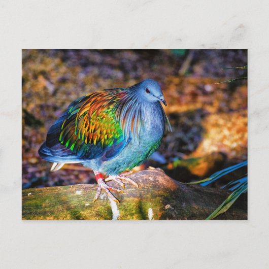 Psychedelic bird van Audubon Zoo Briefkaart (Voorkant)