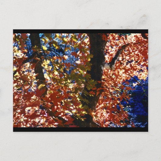 Psychedelic Leaves Briefkaart (Voorkant)