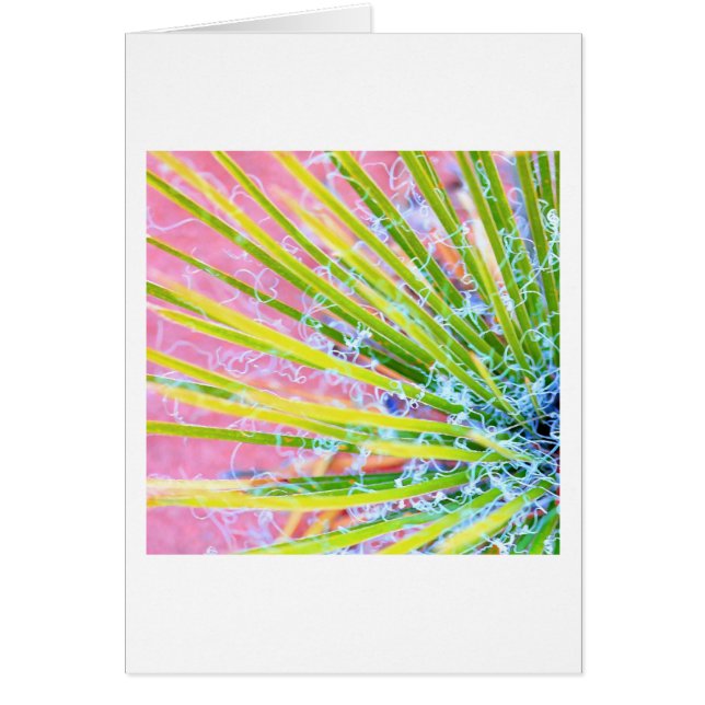 Psychedelic Yucca (Voorkant)