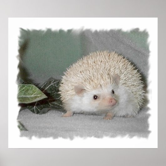 Ptarmigan de Egel Poster (Voorkant)