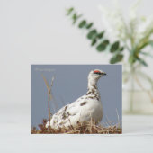 Ptarmigan in Spring, Unalaska Island Briefkaart (Staand voorkant)
