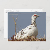 Ptarmigan in Spring, Unalaska Island Briefkaart (Voorkant / Achterkant)