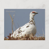 Ptarmigan in Spring, Unalaska Island Briefkaart (Voorkant)
