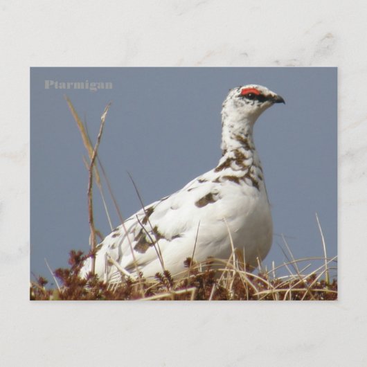 Ptarmigan in Spring, Unalaska Island Briefkaart (Voorkant)