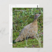 Ptarmigan in Summer, Unalaska Island Briefkaart (Voorkant / Achterkant)