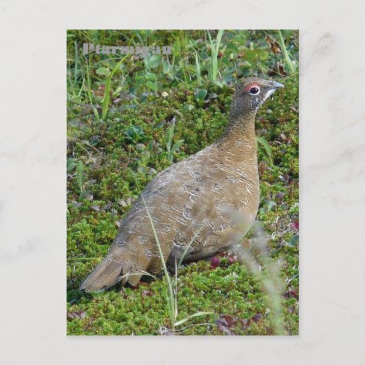 Ptarmigan in Summer, Unalaska Island Briefkaart (Voorkant)