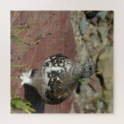 Ptarmigan met witte staart - 676 stuks legpuzzel (Horizontaal)