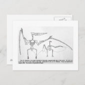 Pteranodon skeleton art briefkaart (Voorkant / Achterkant)