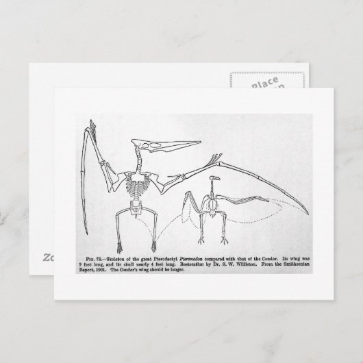 Pteranodon skeleton art briefkaart (Voorkant / Achterkant)