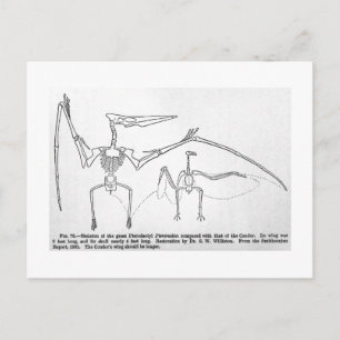 Pteranodon skeleton art briefkaart