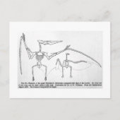 Pteranodon skeleton art briefkaart (Voorkant)