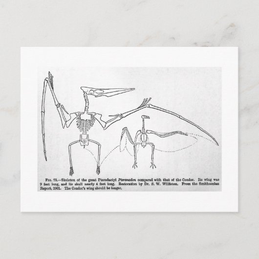 Pteranodon skeleton art briefkaart (Voorkant)