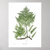 Pteridium aquilinum poster (Voorkant)