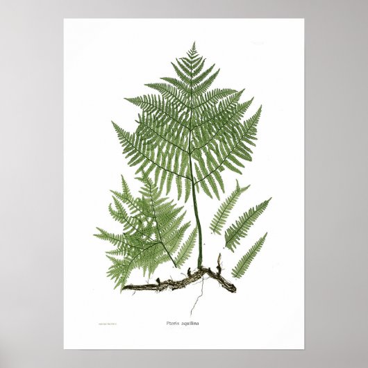 Pteridium aquilinum poster (Voorkant)