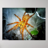 Pterinochilus murinus poster (Voorkant)