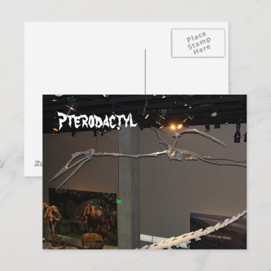Pterodactyl Briefkaart (Voorkant / Achterkant)