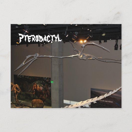 Pterodactyl Briefkaart (Voorkant)