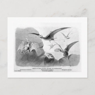Pterodactyles briefkaart