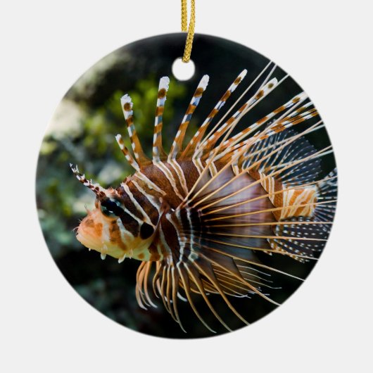 Pterois Antennata Broadbarred Firefish Lionfish Keramisch Ornament (Voorkant)