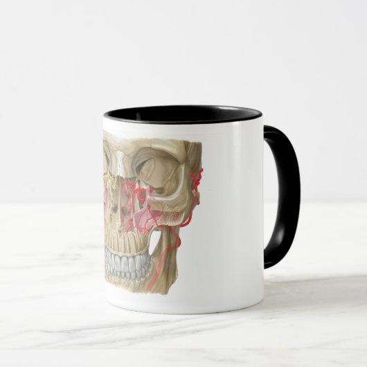 Pterygopalatine Fossa Mok Shot (Voorkant rechts)