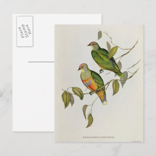 Ptilinopus Ewingii Briefkaart (Voorkant / Achterkant)