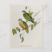 Ptilinopus Ewingii Briefkaart (Voorkant)