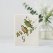 Ptilinopus Ewingii Briefkaart (Staand voorkant)