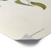 Ptilinopus Ewingii Poster (Hoek)