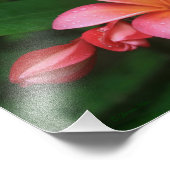 Pua Melia Tropical Plumeria Foto Afdruk (Hoek)