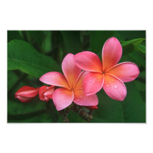 Pua Melia Tropical Plumeria Foto Afdruk