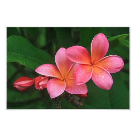 Pua Melia Tropical Plumeria Foto Afdruk (Voorkant)