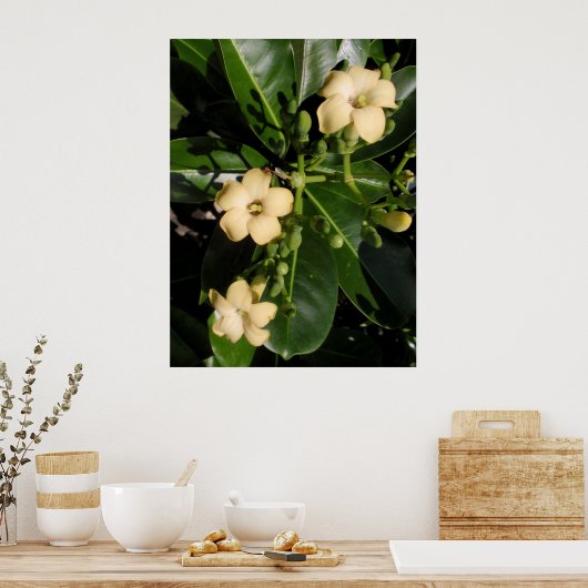 Puakenikeni Poster (Keuken)