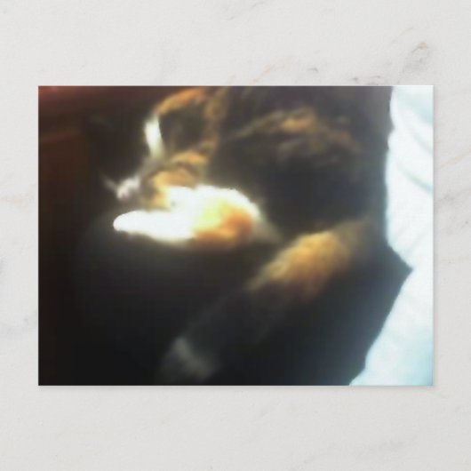 Pub Cat-kopie Briefkaart (Voorkant)