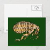 PUCE BRIEFKAART (Voorkant / Achterkant)