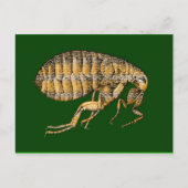 PUCE BRIEFKAART (Voorkant)