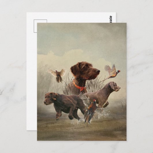 Pudelpointers, jachtfazant briefkaart (Voorkant / Achterkant)