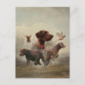 Pudelpointers, jachtfazant briefkaart (Voorkant)