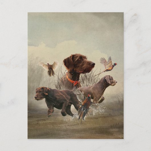 Pudelpointers, jachtfazant briefkaart (Voorkant)